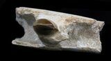 Mosasaur Jaw Section With Tooth #35030-1